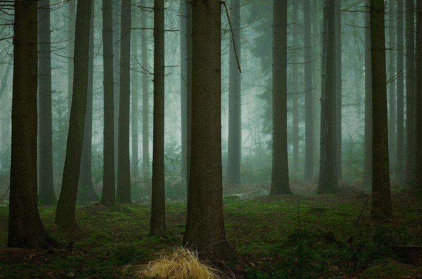 Как называется маленький лес. Маленький лес. Небольшой лес. Cold Dark Day.