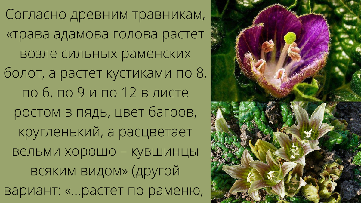 стр.1 Источник: “Краткая энциклопедия славянской мифологии” Н.С. Шапарова