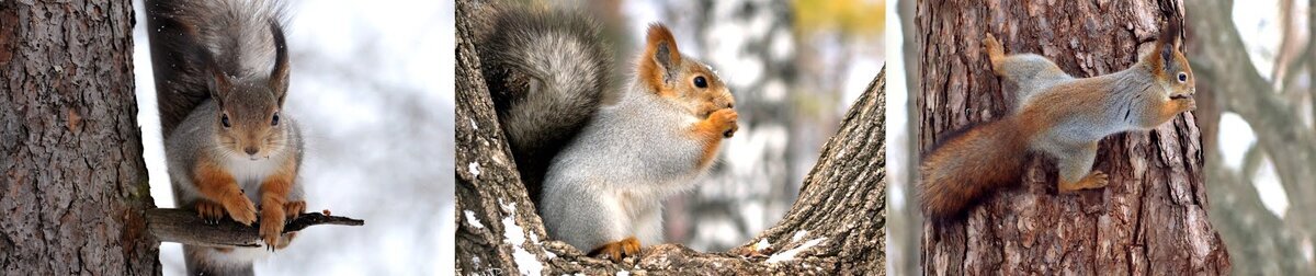 Любопытные зверушки