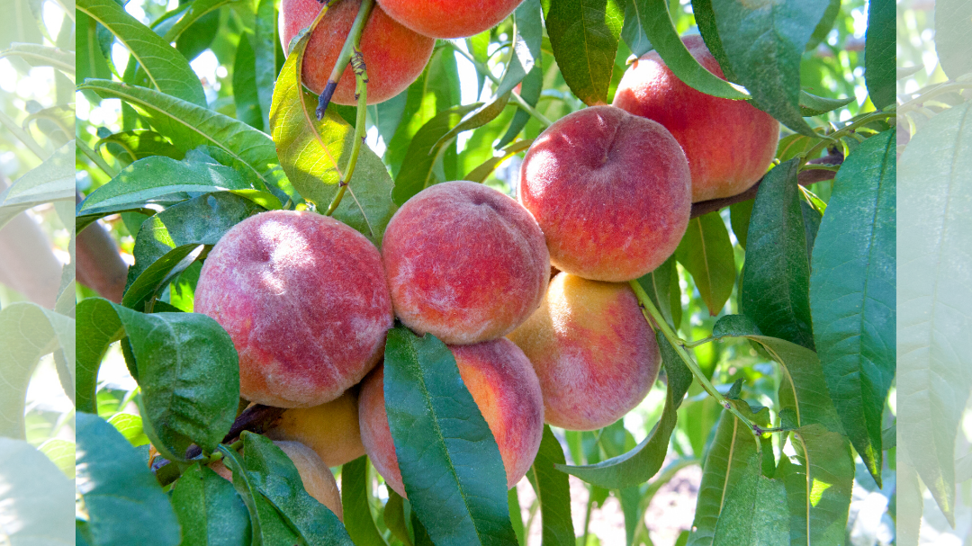 Персик Память Симиренко