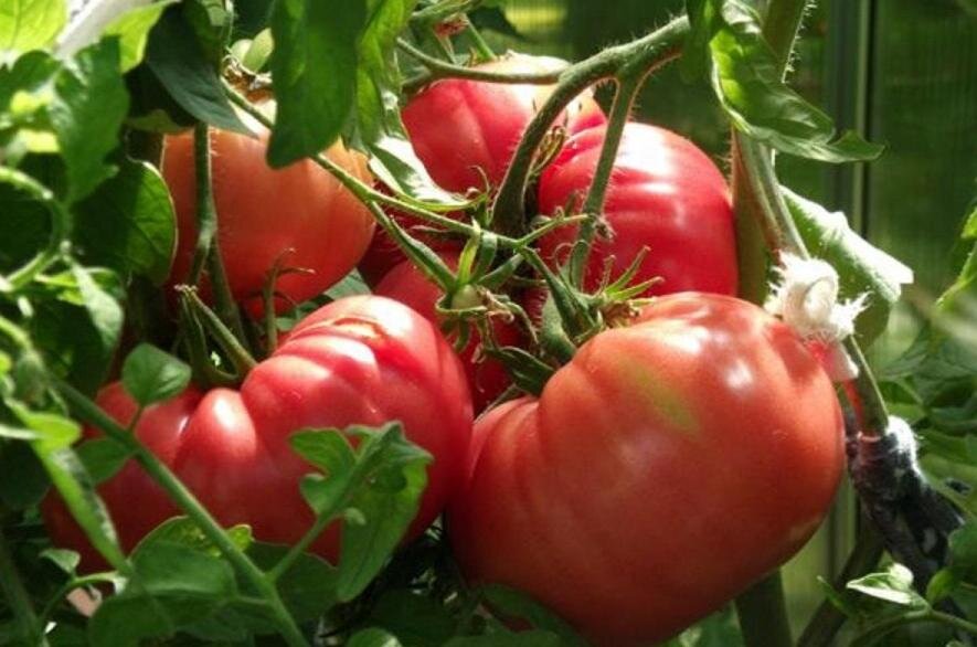 Большие и вкусные томаты.