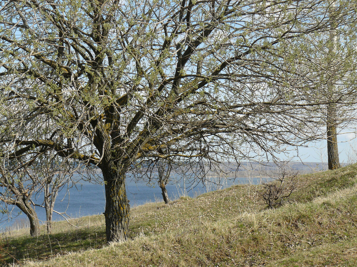 День баклушника картинки