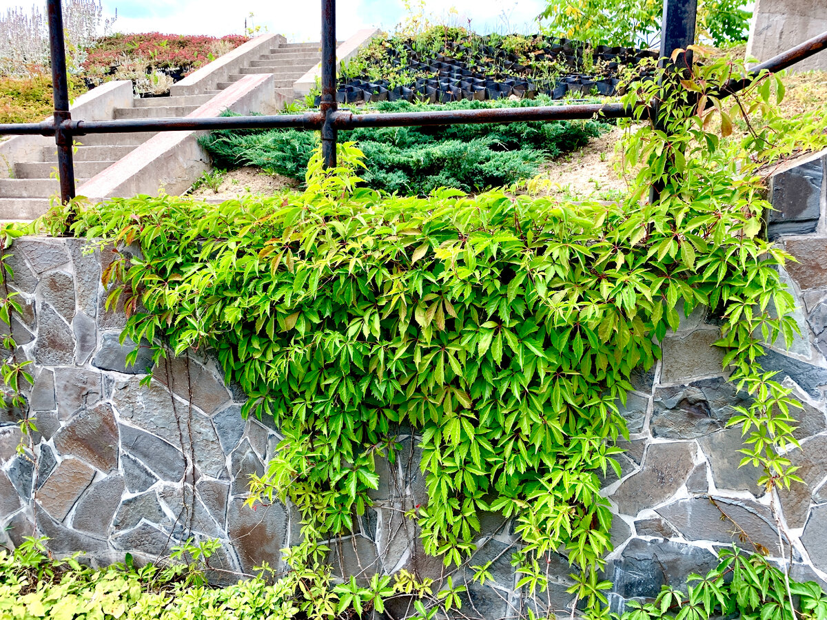 Виноград на стене дома