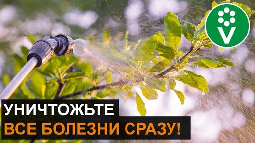 Обработайте ТАК сад перед зимой! Классический рецепт искореняющей обработки