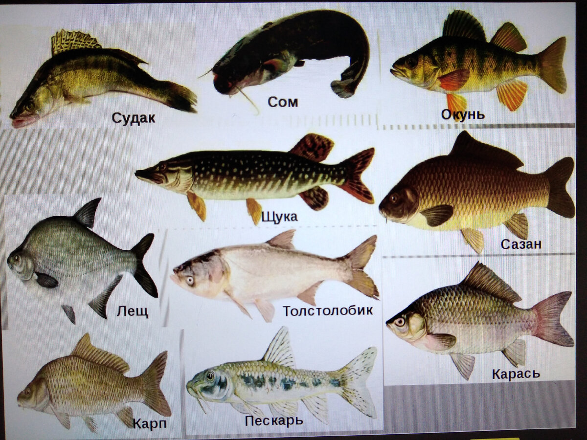 Вкусная рыба! :) 