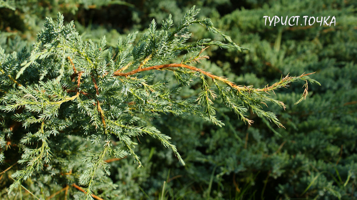 Веточка можжевельника в моём саду