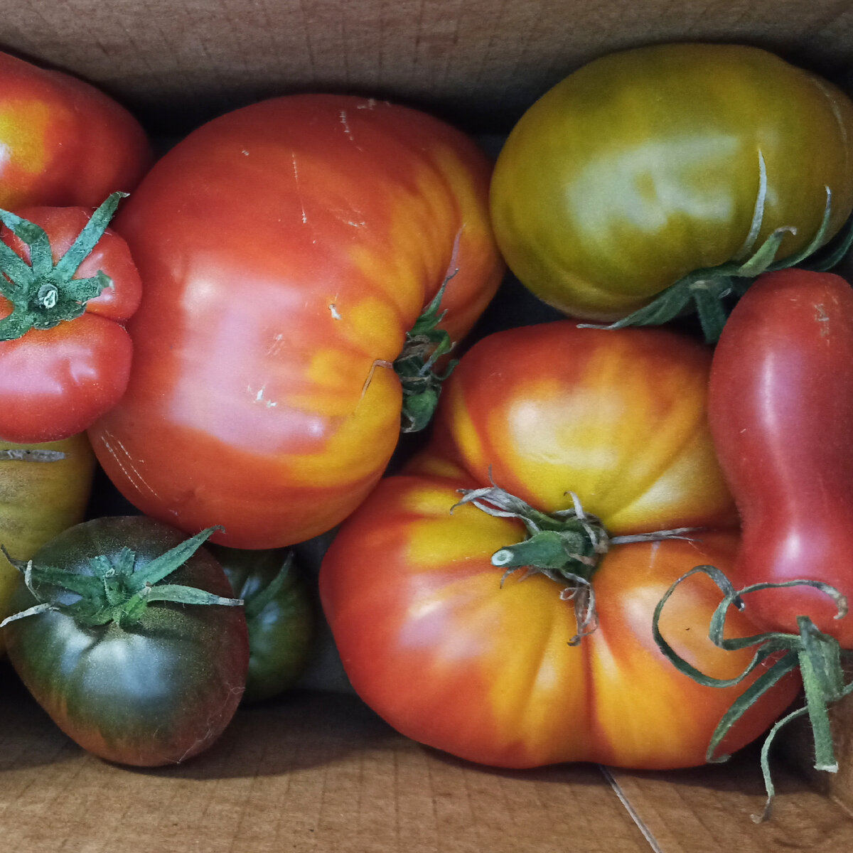 А эти помидоры мне вообще подарили.