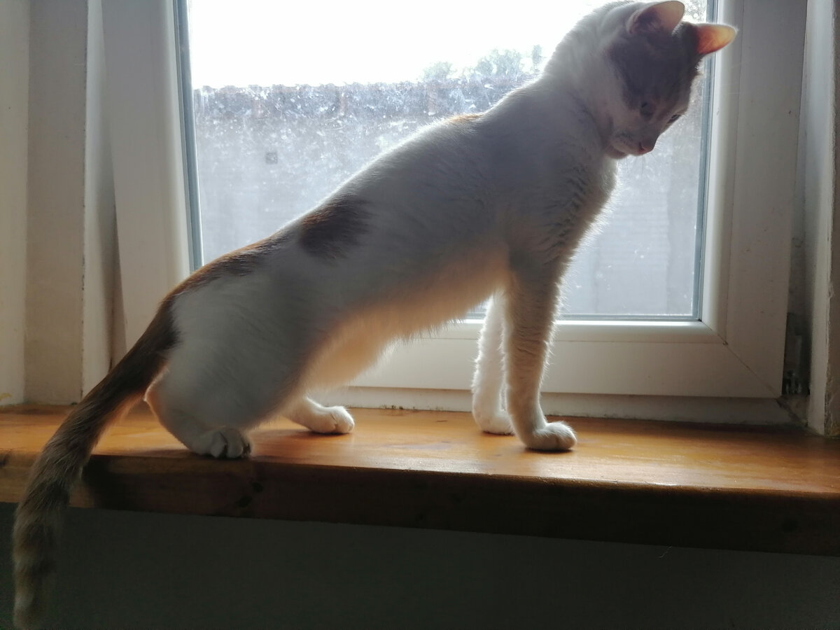 Кот Филимон в приседе.