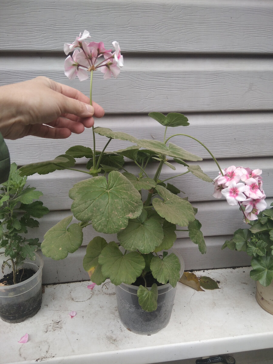 Кусту 1 год 7 месяцев. На фото кажется, что куст небольшой, но на самом деле он очень даже приличного размера. 