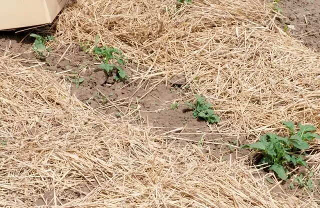 Фото: солома – идеальный вариант для мульчирования почвы осенью.