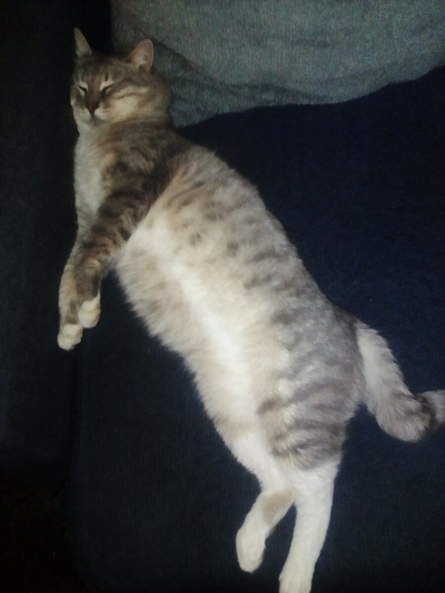 Сладкий сон Понтика