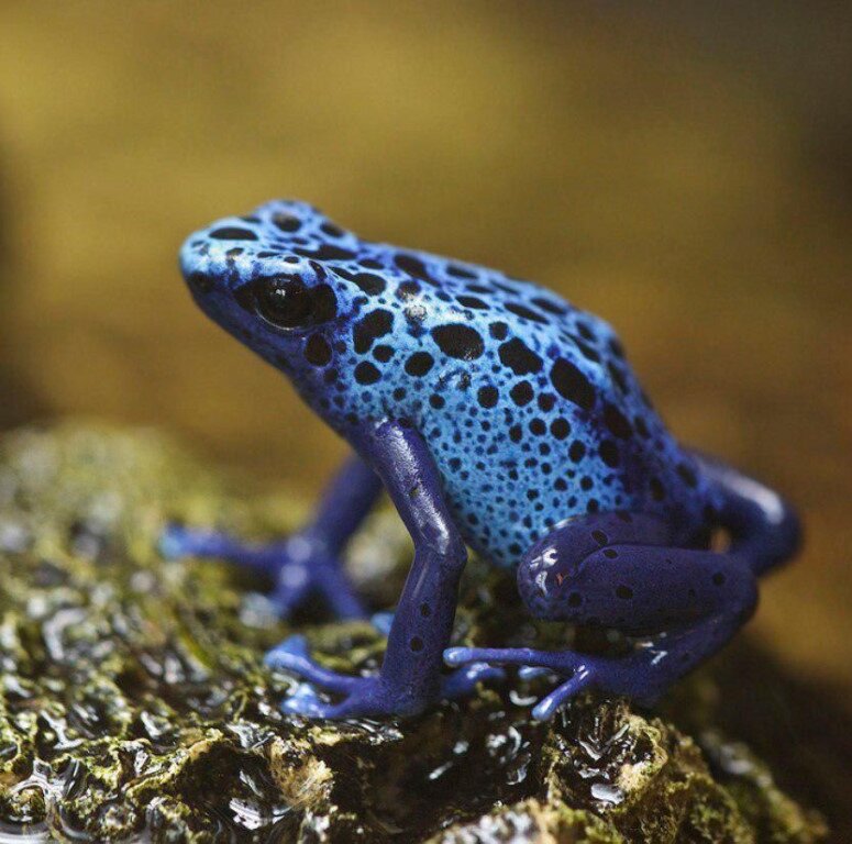 Dendrobates Tinctorius Azureus