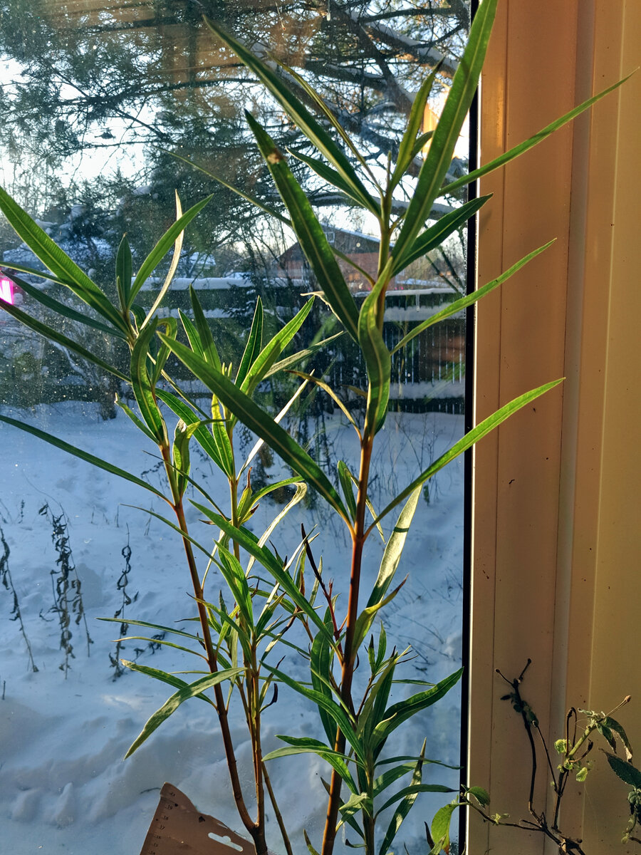 Олеандр из уценки Твой дом