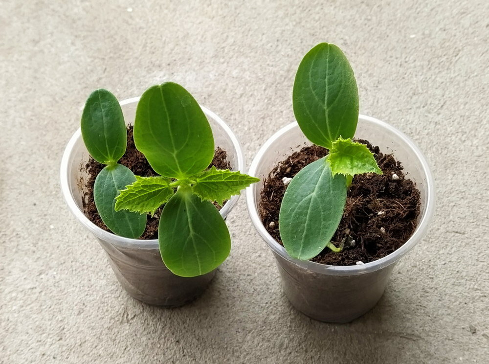 Посев огурцов на рассаду в 2024. Огурцы рассада. Посадка огурцов на рассаду в мае. Всходы рассады огурцов. Посев огурцов на рассаду в 2024.