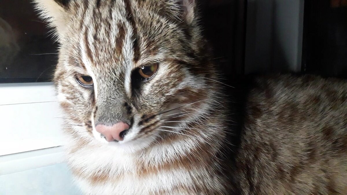 Дальневосточный кот питается исключительно плотью он-облигатный хищник, миофаг.