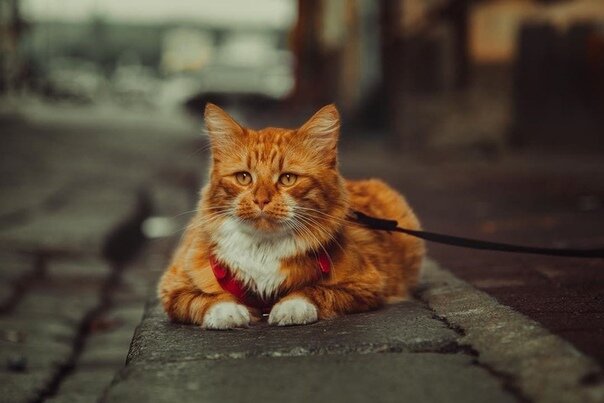 Кузьма Вольдемарович собственнолапно и собственномордо. Фото с сайта "Визит Выборг"
