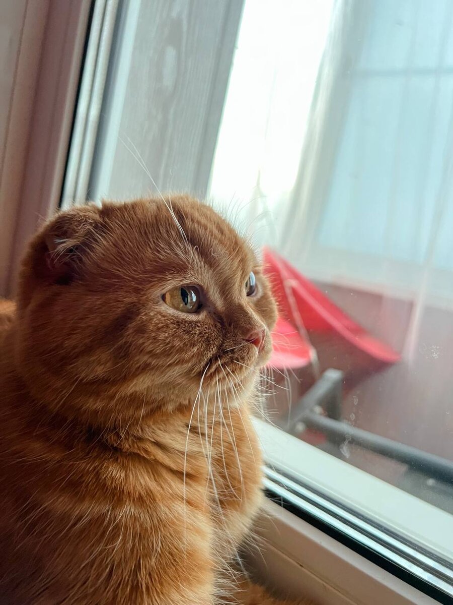 Весенняя грусть