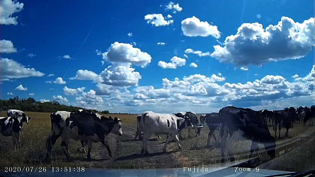увидеть стадо коров фермы сейчас можно довольно редко