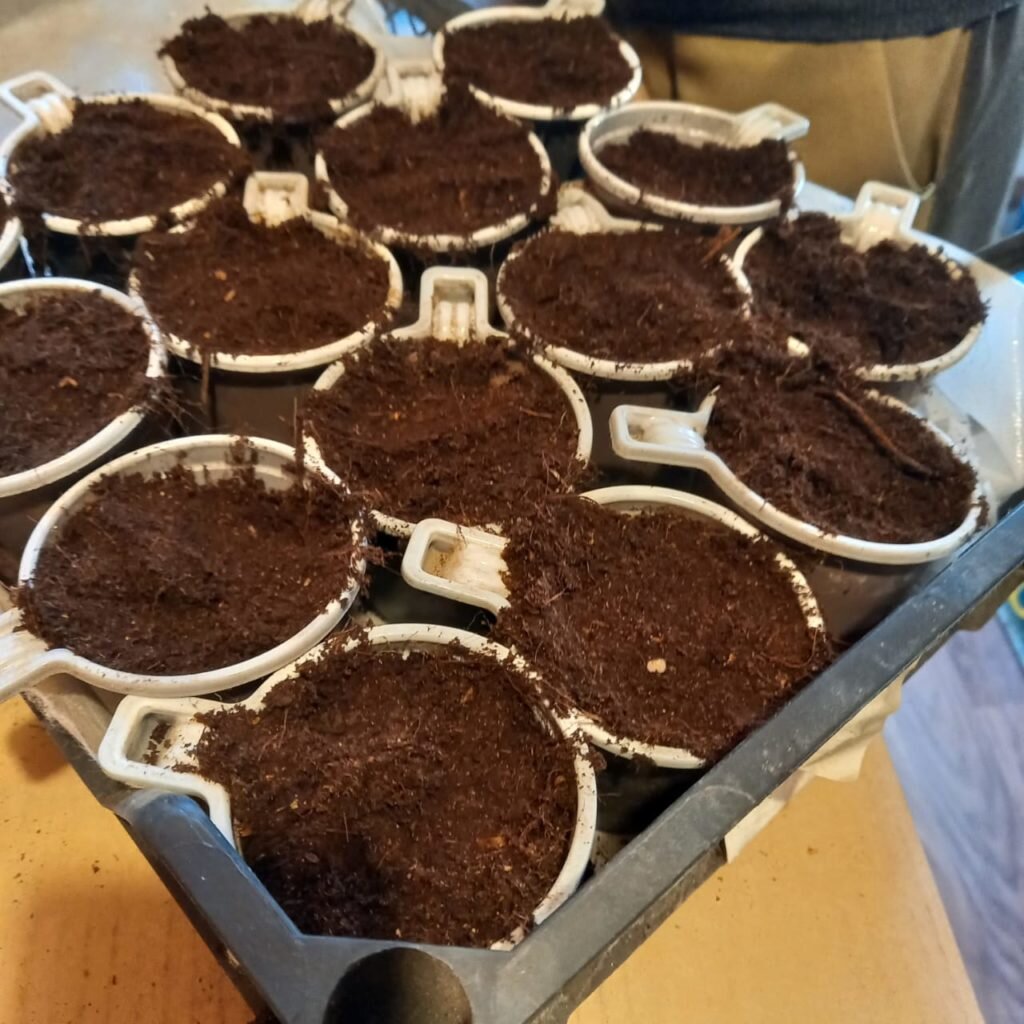 Грунт для рассады томатов