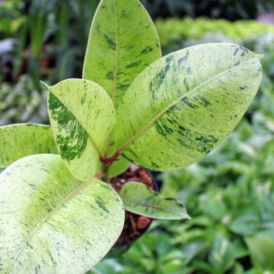 Фикус Шивериана, который размножается только черенками. Фото: pinterest.ru