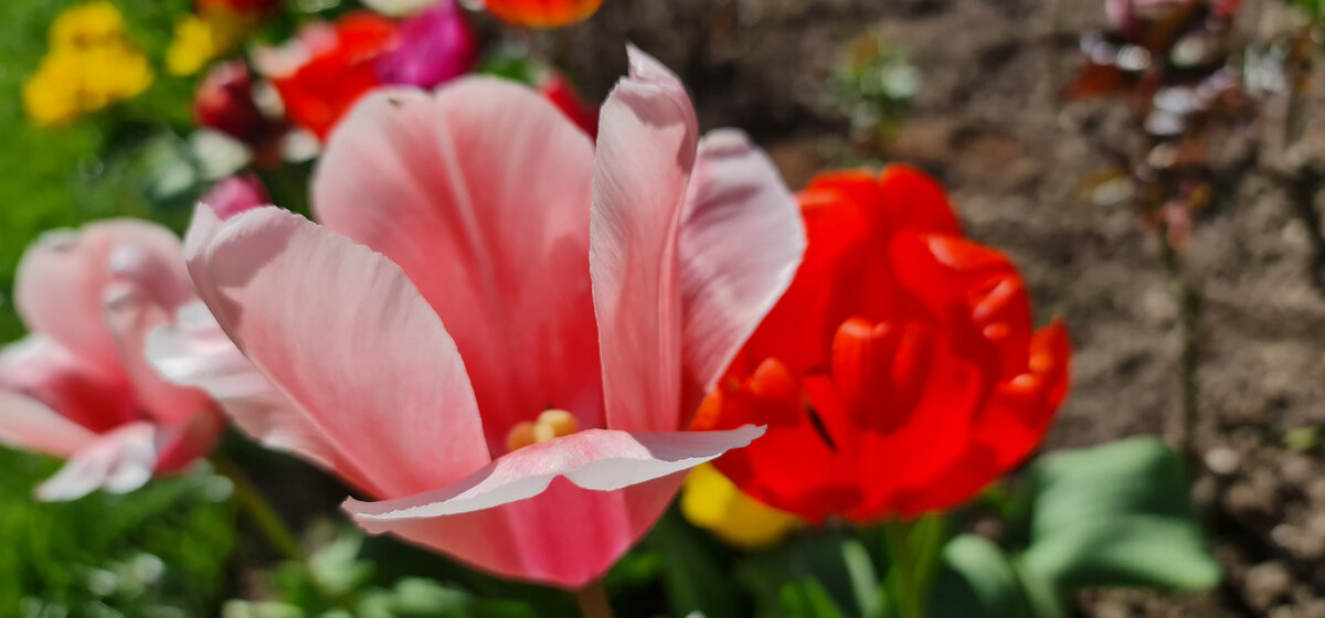 Любимые тюльпаны