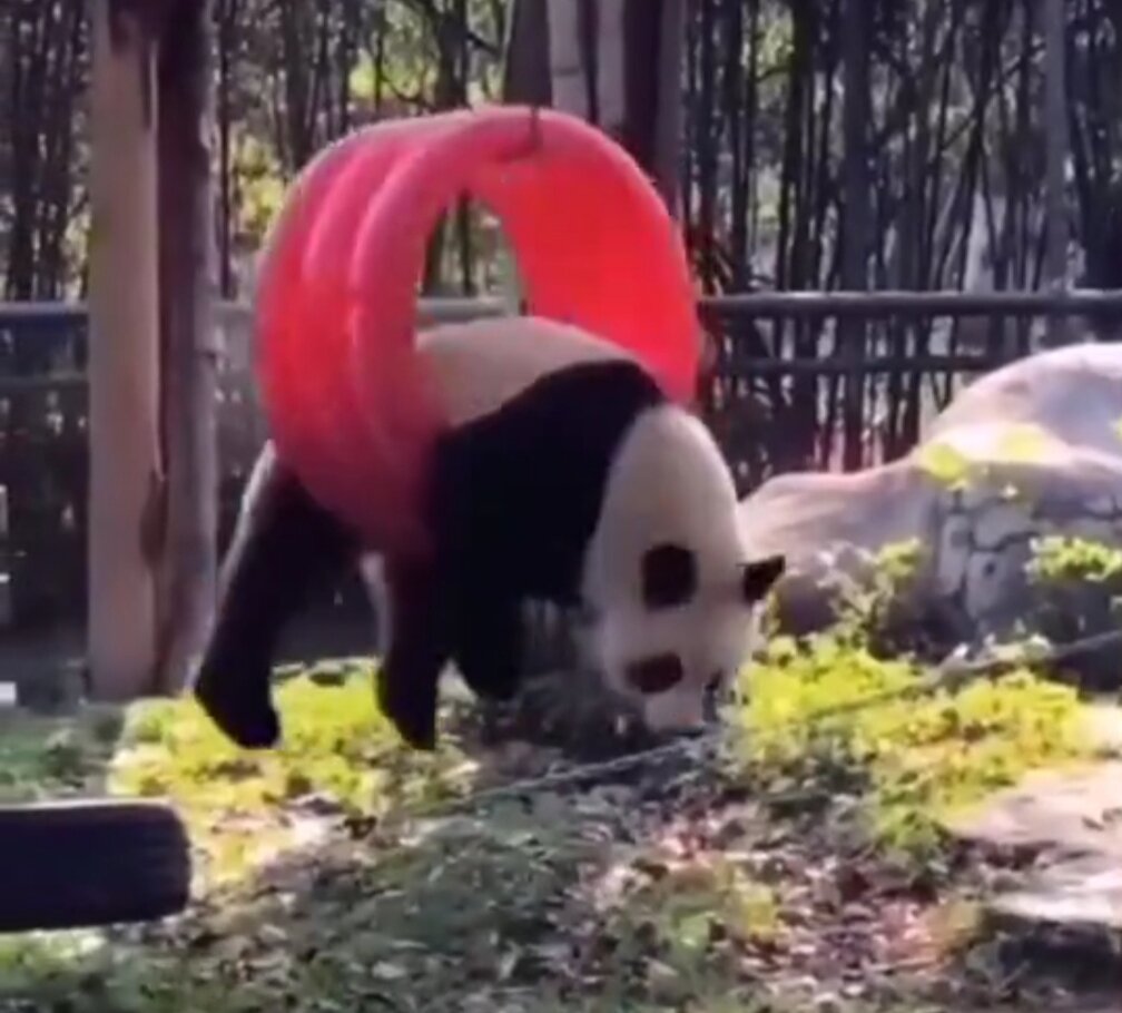 из свободных источников интернета. 