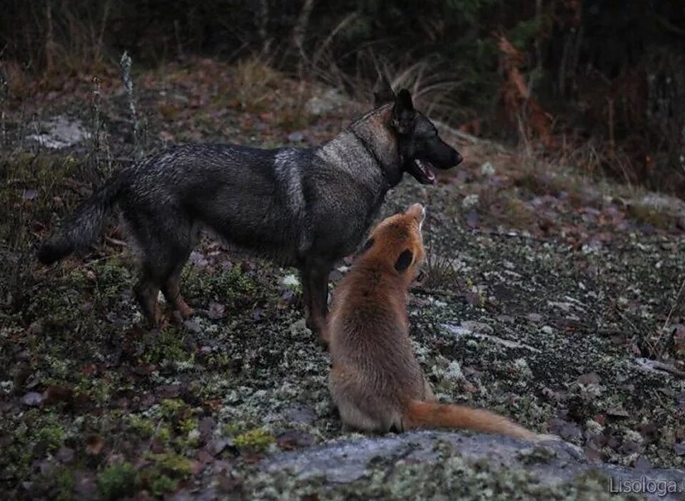 Собака Тинни и дикий рыжий Лис сниффер. Собака лиса черная. Симбиоз лисы и волка. Тинни и сниффер.
