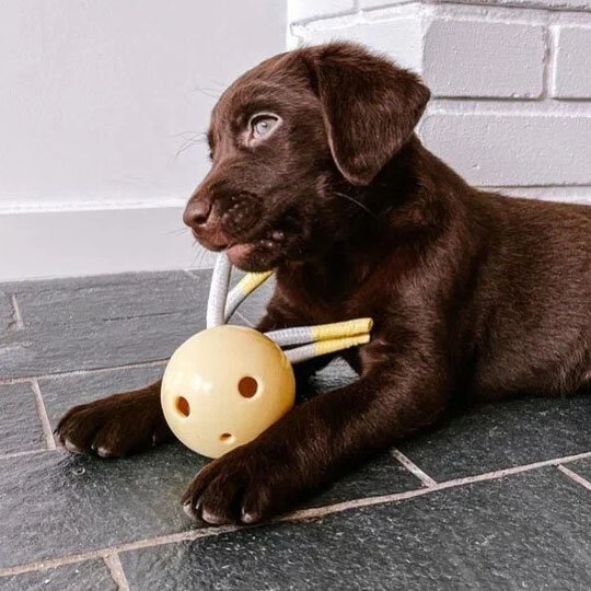 Нана со своей любимой развивающей игрушкой "Milo" от бренда PETIT, Артикул: 309/449493 