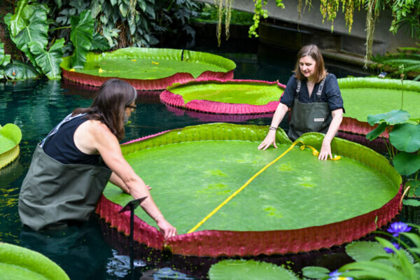    Фото: Royal Botanic Gardens, Kew