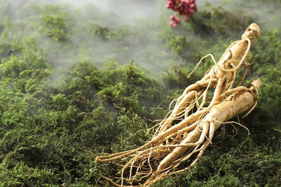 Ропщет корень. Китайский женьшень Панакс. Женьшень Дальневосточный. Женьшень растение корень. Корень дикого женьшеня.