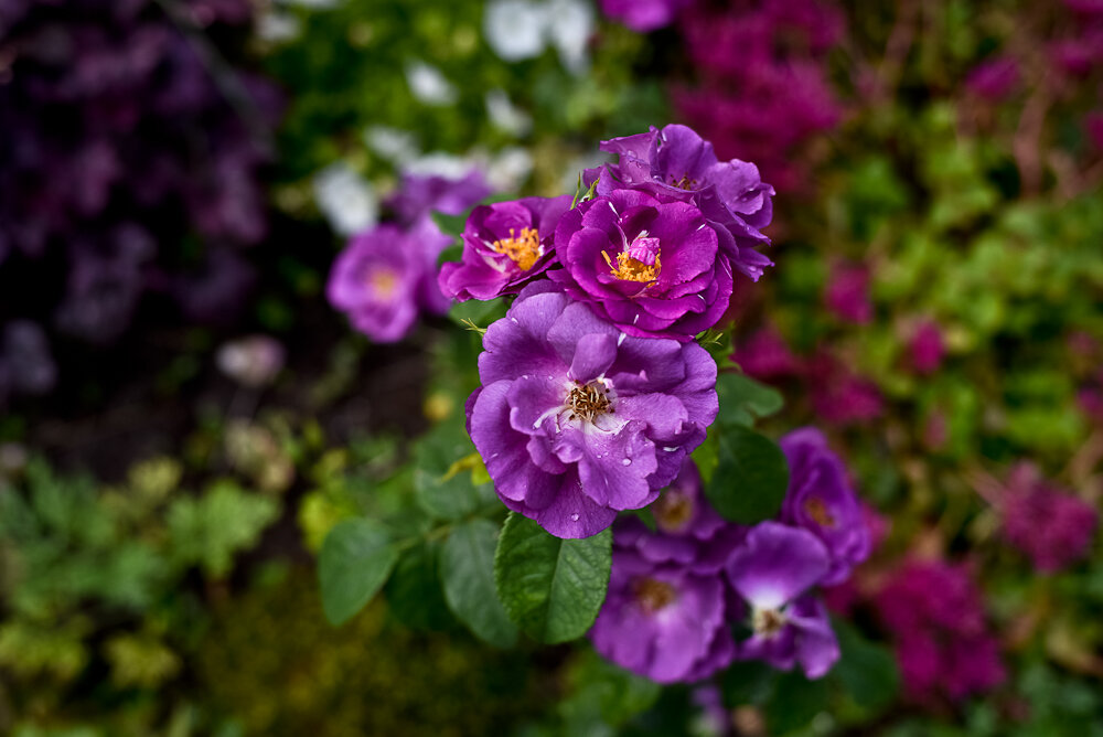 Нежно люблю её за неприхотливость, возможность быстро восстанавливаться. И в каком бы она не "проснулась" виде после зимы, эта красотка очень быстро "оперяется" и становится центром внимания. Аромат у этой розы яркий, похож на аромат цветущего шиповника. Кусты тянутся в разные стороны, легко переносят стрижку, цветут обильно и раза три за сезон. Она вроде как ни к селу, ни к городу на этом месте, а рука не поднимается пересадить. Как-то привыкла я к тому, что взглянешь, и вот она, цветёт мне на радость :)