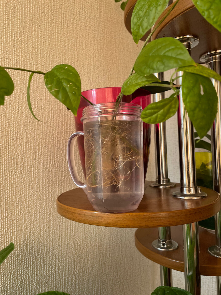 Размножение черенками