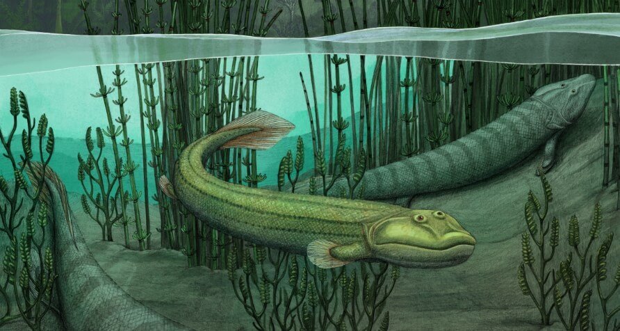    Ученые обнаружили новый вид рыбы, которая с суши вернулась в воду