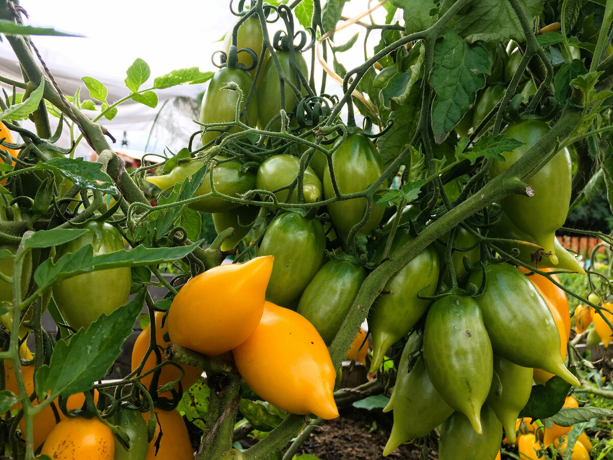Есть такие сорта томатов, о которых нужно рассказывать всем. Они урожайны, устойчивы к заболеваниям, дают вкусные и сладкие помидорки, а еще отлично растут и плодят как в теплице, так и в ОГ.-2