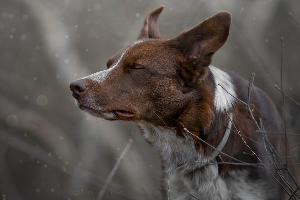     Фото: Chris Van Riel