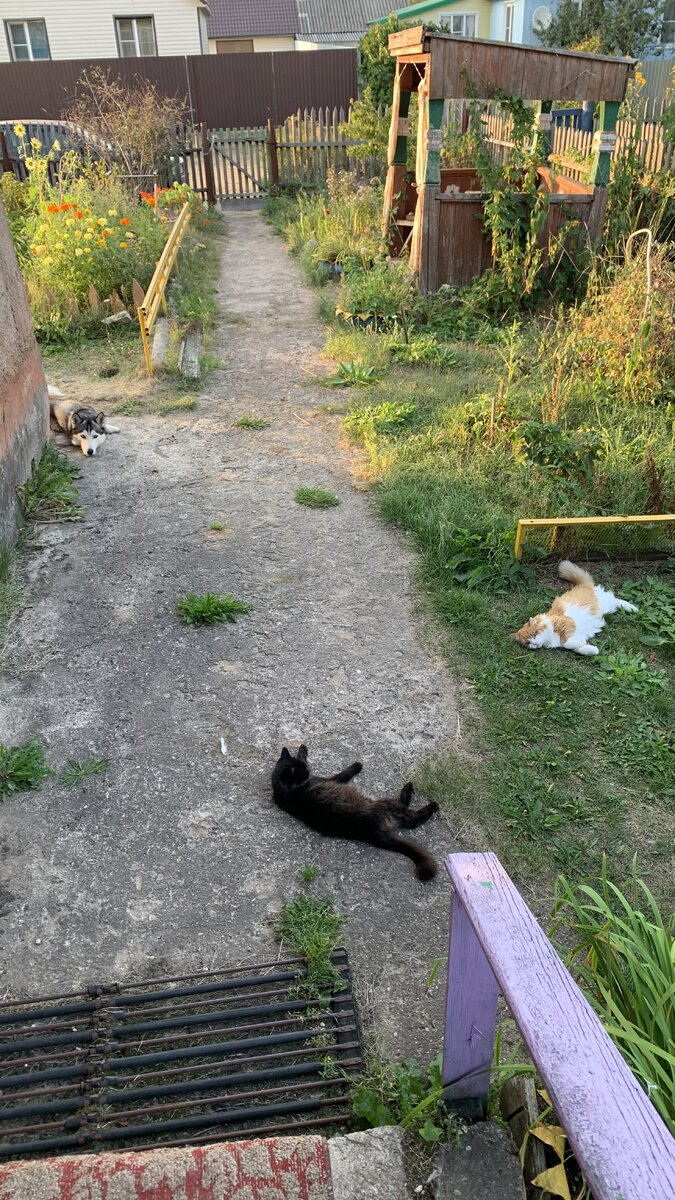 Рыжий Тихон, чёрная Буся, Брю в уголочке ждёт нас на прогулку