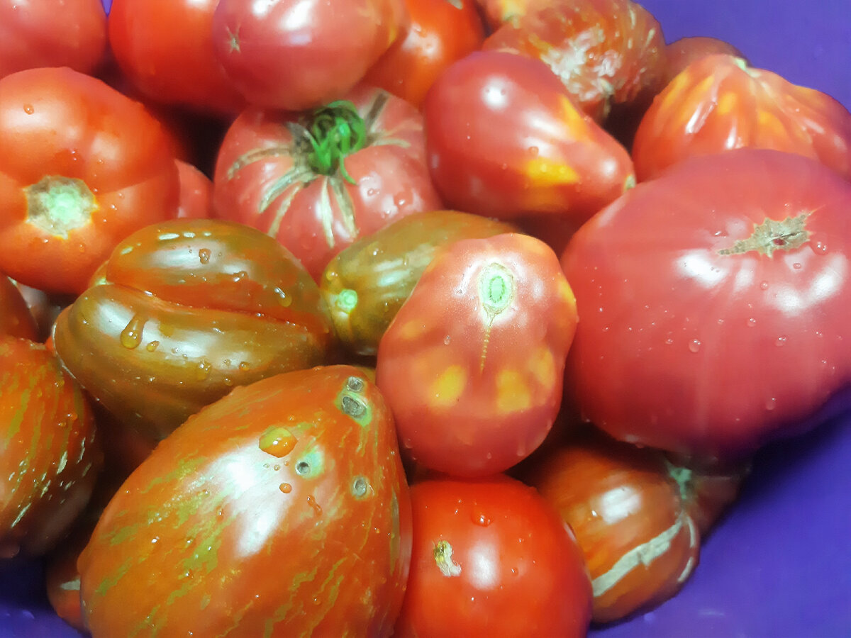 Поражают своим разнообразием