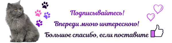 🐱Жирный хвост у кошки: что это значит | Нос, хвост, лапы | Дзен