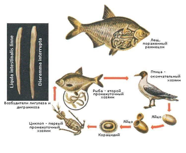 Пищеварительная система лосося