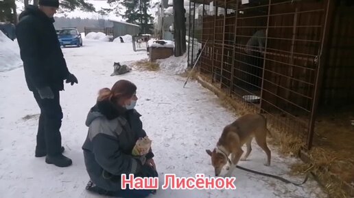 Лисёнок отказывается выходить из вольера. Готов перегрызть поводок, когда мы тянем за него. Но мы не сдаемся, ищем компромисс