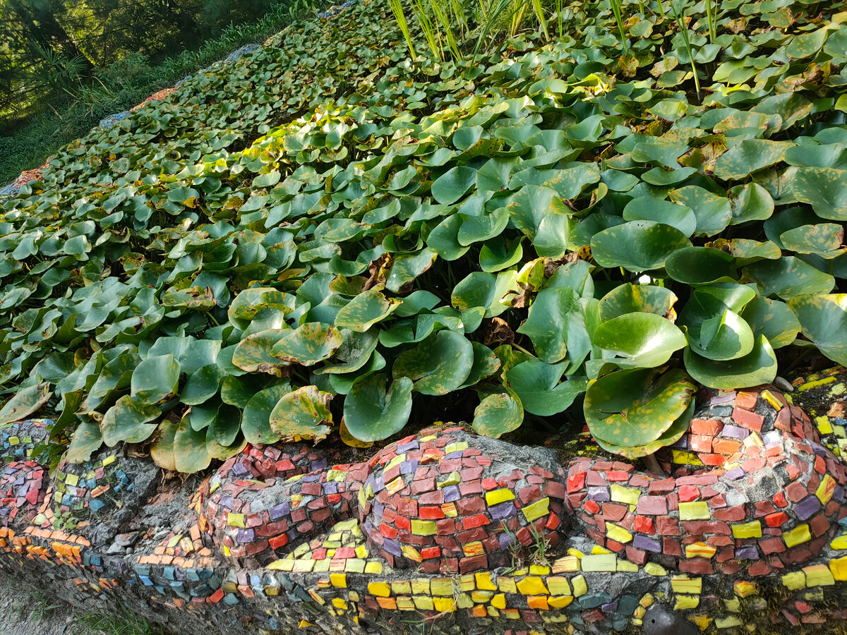 Если оказались в Сухуме, то сходите в ботанический сад, - рекомендовали мне туристы- он самый старый на Кавказе. Вот я отправилась посмотреть, что же там такое особенное есть.-9-2