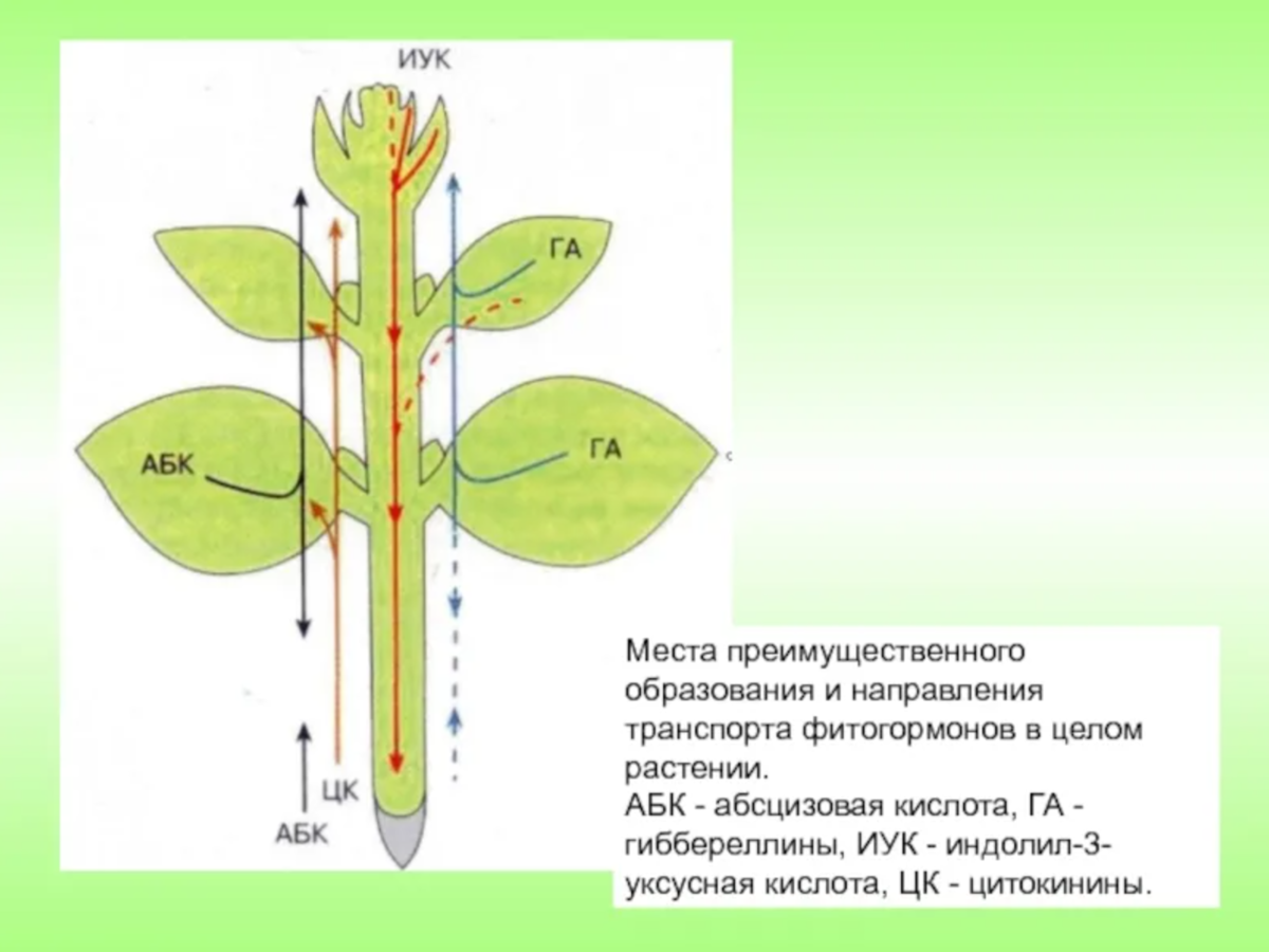 Действие фитогормонов на растение. Движение ауксинов в растении. Фитогормоны растений. Физиология растений. Влияние гормонов на растения.