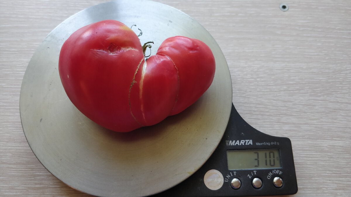 Вот такие вкусные и большие томаты вырастают при должном уходе