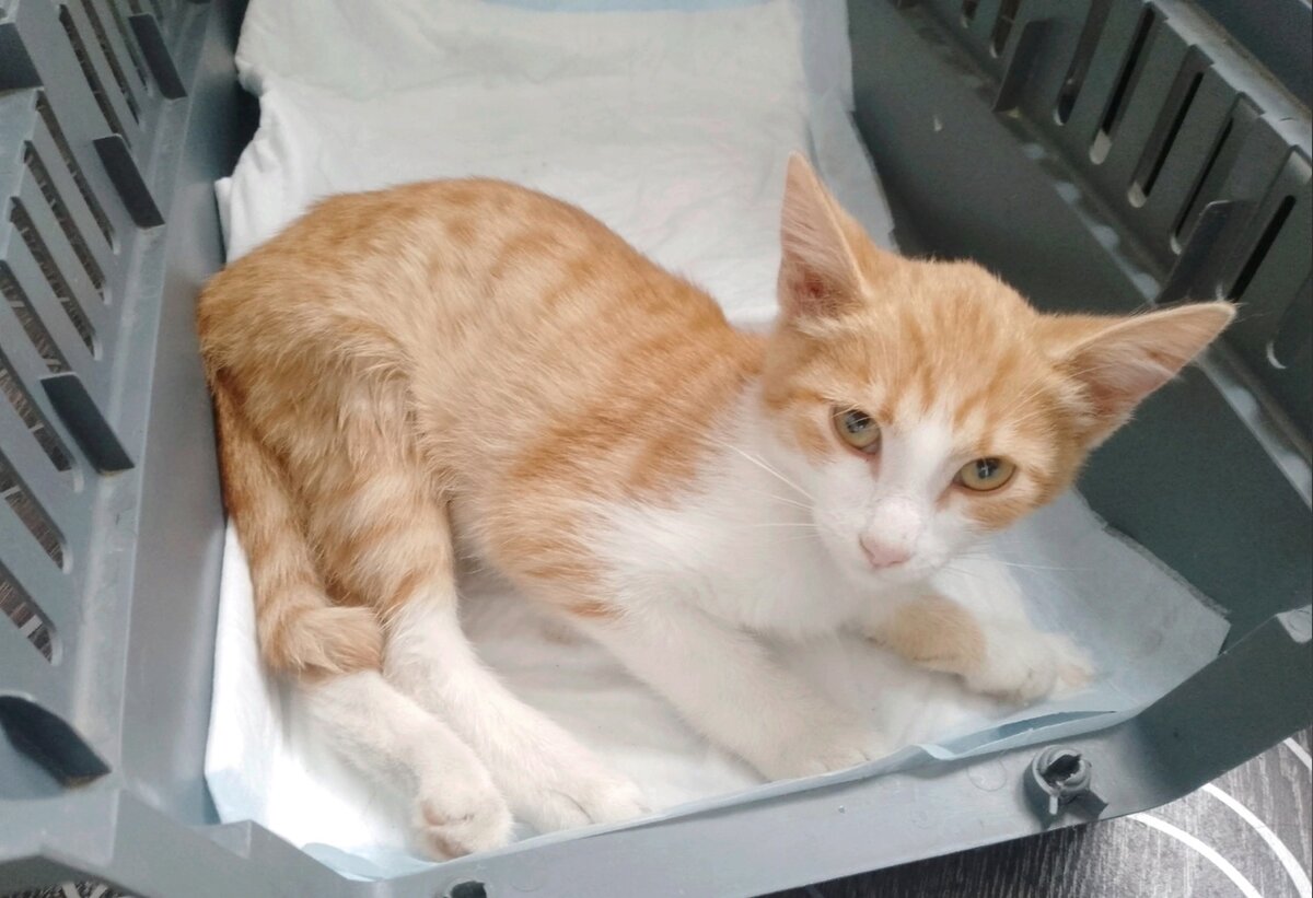 Сначала кошечка быдла слабенькой, но заботливый уход вернул её к жизни