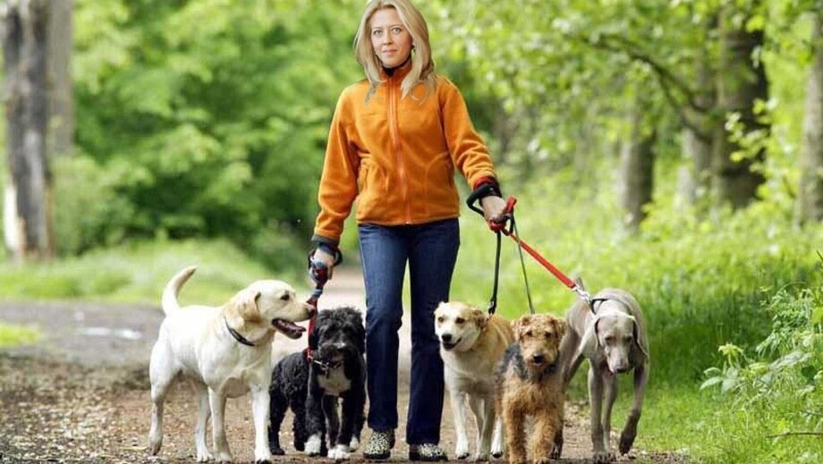     В Московской области начал действовать новый закон о правилах выгула домашних животных. Собакам разрешается находиться на улице только в наморднике и с поводком. Школы, детские площадки — табу для четвероногих. Побегать собакены могут только на специальных собачьих площадках.