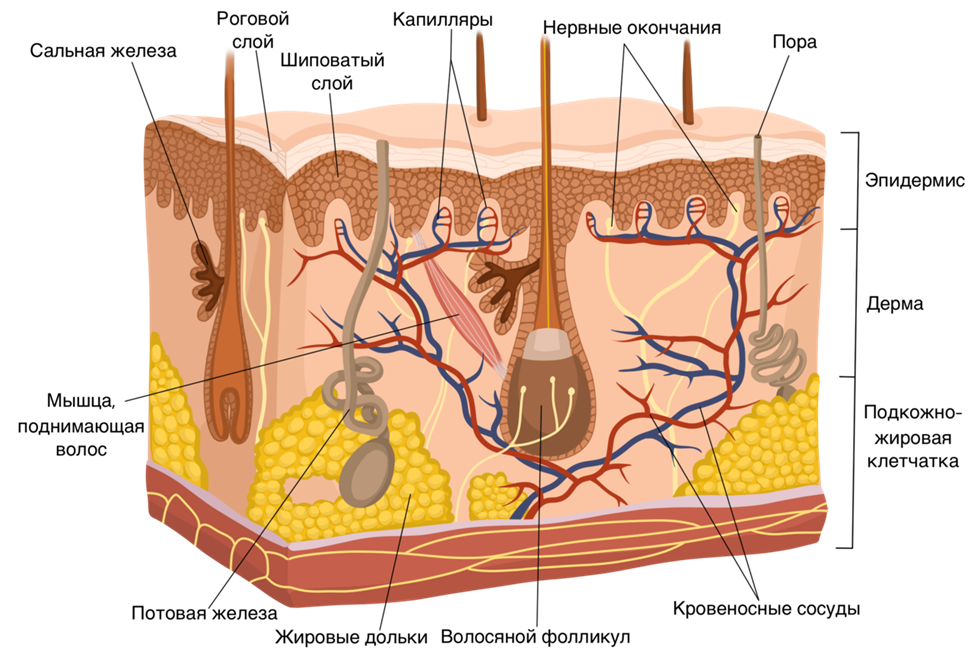 Кожа: какие у нее функции и строение?