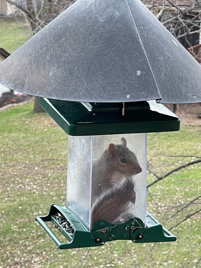 Источник: https://www.reddit.com/r/aww/comments/una6im/so_my_dad_recently_got_a_new_squirrelproof_bird