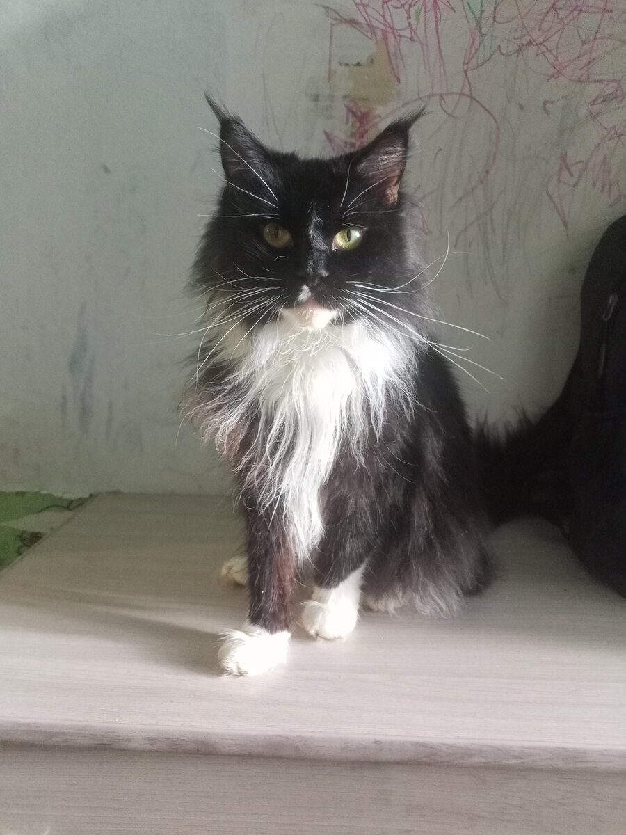 Если кошек ты не любишь,А с собакой лень гулять,То в друзья и компаньоныНе забудь мейн куна взять. Ведь, на кошек не похожий,Тех, что сами по себе,Кун, как старый друг хороший,Навсегда в твоей судьбе.Он с тобой сыграет в мячик:Бросишь - в руки возвратит,И на оклик, как собачка,В две секунды прилетит.Быстро выучит команды"Фу!","Ко мне!","Сидеть!","Служить!"И до старости с тобоюБудет искренне дружить.Если ты не любишь кошек,А гулять с собакой - в лом,заведи себе мейн кунаИ наполни счастьем дом!