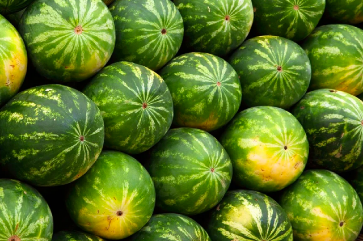    Звезда сериала «Реальные пацаны» вырастил арбуз в огороде на Урале