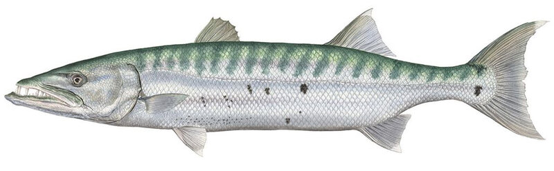 Sphyraena barracuda